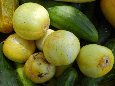 Paudha Cucumber Yellow round Seed(15 per packet)
