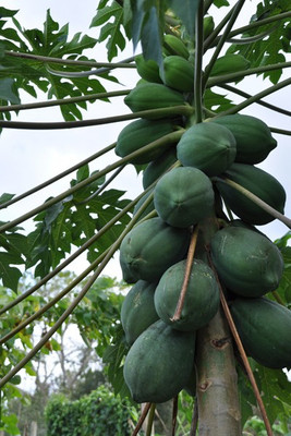 Corofitam Papaya Seed(25 per packet)