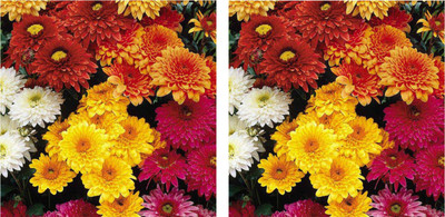 https://rukminim1.flixcart.com/image/400/400/kgv5x8w0/plant-seed/w/g/d/50-chrysanthemum-flower-seeds-2-x-50-per-packet-farm-original-imafwzm24mz4gkce.jpeg?q=90