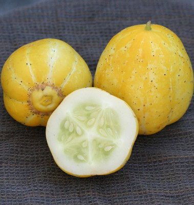 XOLDA Cucumber Yellow round Seed(40 per packet)