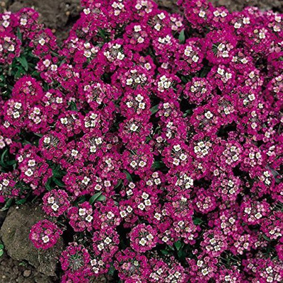 CYBEXIS Alyssum Red Seeds Seed(1 g)