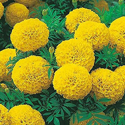 XOLDA Marigold yellow Seed(45 per packet)