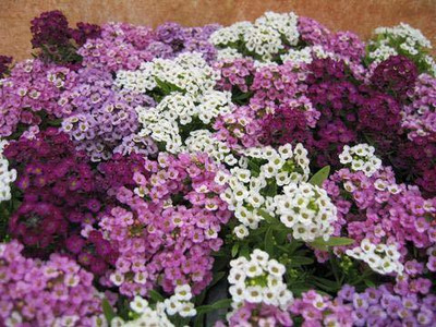CYBEXIS ALYSSUM FLOWER SEEDS Seed(1 g)