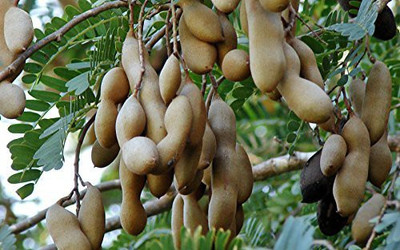 Aywal Malabar Tamarind Seed(28 per packet)