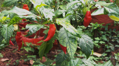 WILLVINE ™DATIL Red Hot Chilli Pepper High scaled Scoville Chilli Seed(1000 per packet)