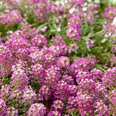 CYBEXIS Sweet Alyssum Flower Seeds Seed(50 per packet)