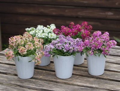 KANAYA Alyssum Mix Colour Flower Seed(24 per packet)