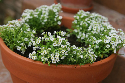 CYBEXIS Alyssum-Royal Carpet Flower Seeds Hybrid Seed(1 g)