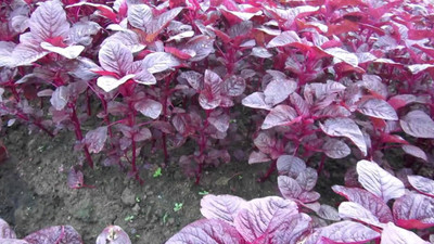 Aywal Amaranthus Leaf Cholai Red Saag Seed(950 per packet)