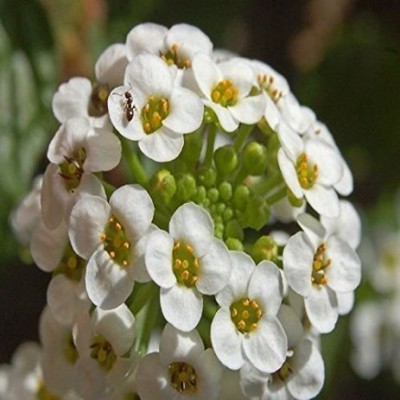 CYBEXIS F1 Hybrid Sweet Alyssum Flower Seeds Seed(1 g)