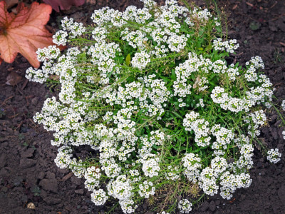 XOLDA Alyssum White Seed(47 per packet)