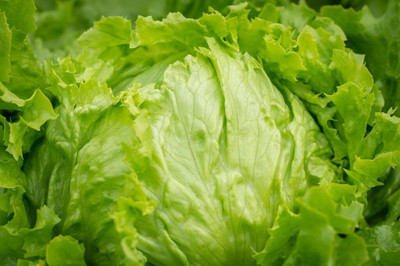 Paudha Lettuce Seed(40 per packet)