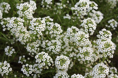 KANAYA sweet alyssum Hybrid flower Seeds For home Gardening Seed(105 per packet)