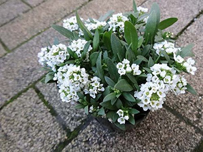 CYBEXIS Alyssum Navy Blue Seed(50 per packet)