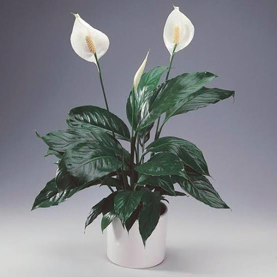 Vijay Sales Peace Lily Plant(Hybrid, Pack of 1)