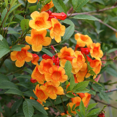 SRI SAI FORESTRY Yellow Bell Tree Seed(100 per packet)
