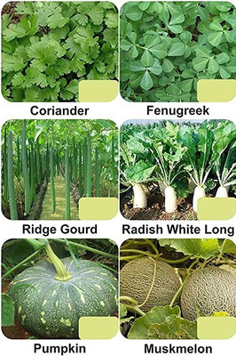CYBEXIS 6-Varieties-Vegetable Seeds Combo Pack Seed(5 g)