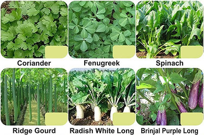CYBEXIS 6-Varieties-F1 Hybrid Vegetable Seeds Combo Seed(5 g)