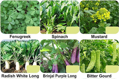 CYBEXIS 6-Varieties-Top Selling Vegetable Seeds Combo Seed(5 g)