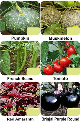 CYBEXIS 6-Varieties-F1 Hybrid Vegetable Seeds Combo Seed(5 g)