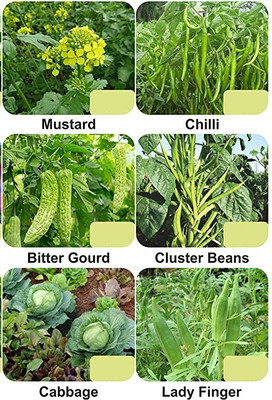 CYBEXIS 6-Varieties-Vegetable Seeds Combo Pack Seed(5 g)
