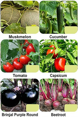 CYBEXIS 6-Varieties-Vegetable Seeds Combo Pack Seed(5 g)
