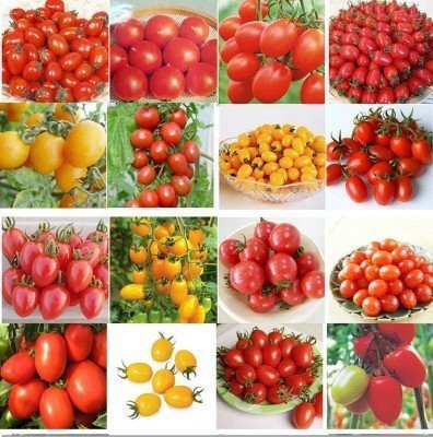 CYBEXIS 16 Tomato Varieties Combo Seed(10 g)