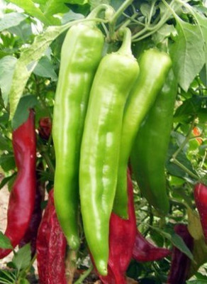 VINAYAKAUSHADHI chilli seed Seed(500 per packet)