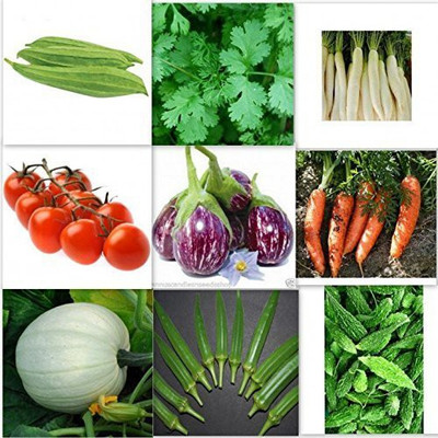 VibeX Vegetable Seeds Pack Seed(315 per packet)