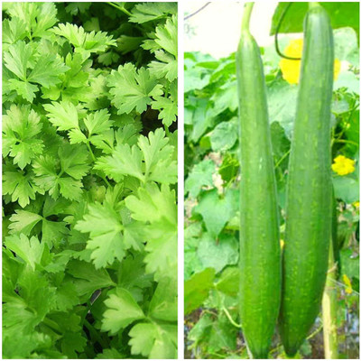 VibeX Hybrid Combo Turai Sponge Gourd Seeds & Dhaniya Kothmir Coriander Seeds Seed(70 per packet)