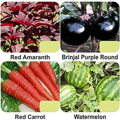 VibeX 4-Varieties-F1 Hybrid Vegetable Seeds Combo Seed(140 per packet)