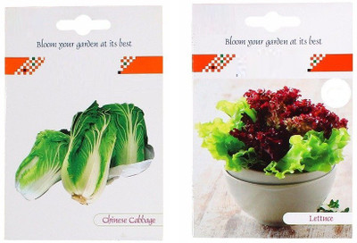 VibeX 2-Varieties-Chinese Cabbage, Lettuce Seed(70 per packet)