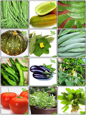 CYBEXIS Planting Seeds Combo Vegetable Seeds Seed(10 g)