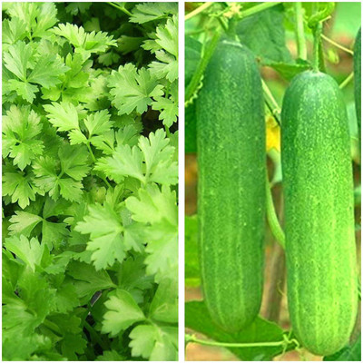 CYBEXIS Hybrid Combo Kheera Cucumber Seeds & Dhaniya Kothmir Coriander Seeds Seed(10 g)