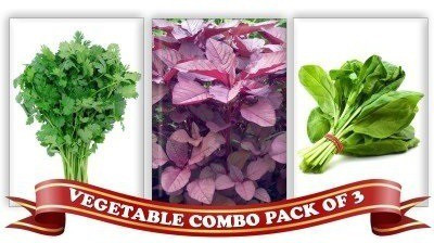 CYBEXIS Coriander, Seed(10 g)