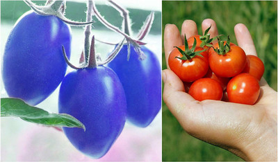 MKR Enterprises Tomato Seed(1700 per packet)