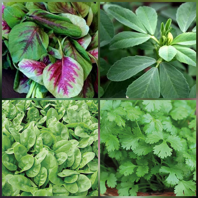 VibeX GARDEN Combo spinach seeds - Leafy Vegetable Seed(140 per packet)