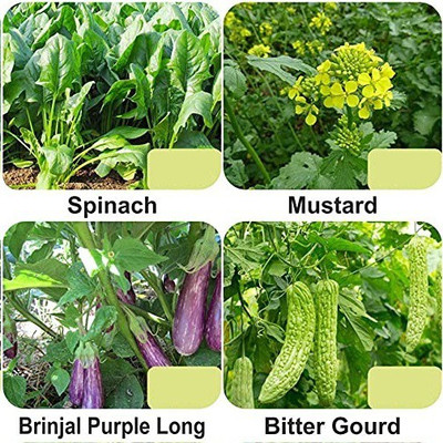 CYBEXIS 4-Varieties-Top Selling Vegetable Seeds Combo Seed(5 g)