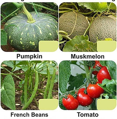 CYBEXIS 4-Varieties-Top Selling Vegetable Seeds Combo Seed(5 g)
