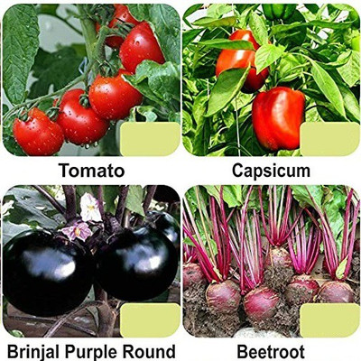 CYBEXIS 4-Varieties-F1 Hybrid Vegetable Seeds Combo Seed(5 g)