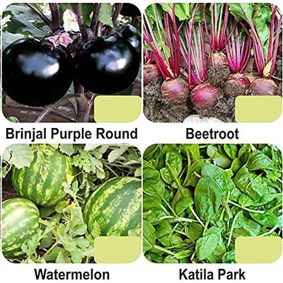 CYBEXIS 4-Varieties-Vegetable Seeds Combo Pack Seed(5 g)