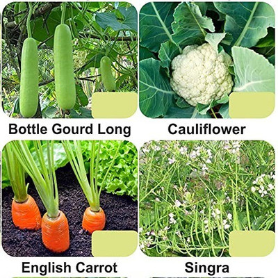 CYBEXIS 4-Varieties-Top Selling Vegetable Seeds Combo Seed(5 g)