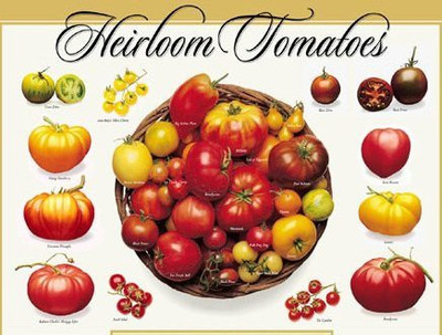 CYBEXIS Heirloom Tomato Seeds Combo 11 Types Seed(10 g)