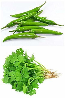 VibeX Easy planting - Green Chili & Coriander Combo pack of Hybrid Vegetable seeds Seed(70 per packet)