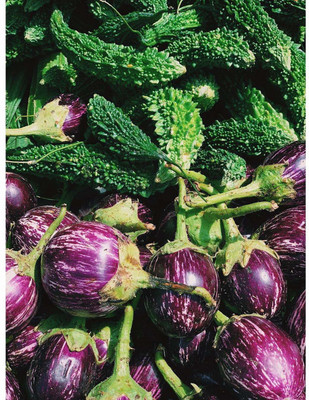 CYBEXIS Combo Of Brinjal and Bitter Gourd Vegetables Seeds Seed(10 g)
