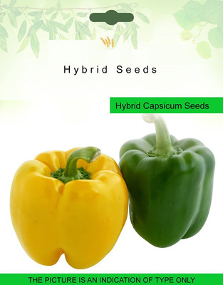VibeX Hybrid Capsicum Seed Seed(70 per packet)