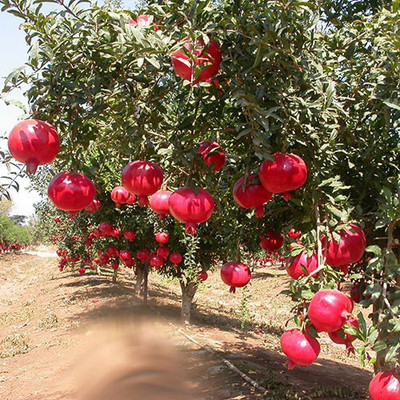 Plants Point Pomegranate Plant(Pack of 1)