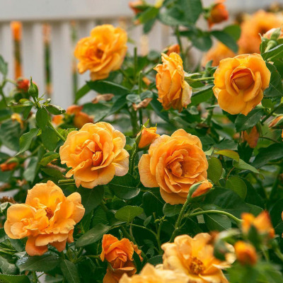Mohomaya Rose Plant(Hybrid, Pack of 1)