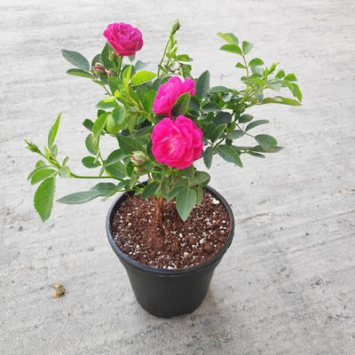 GreenyOn Rose Plant(Hybrid, Pack of 1)