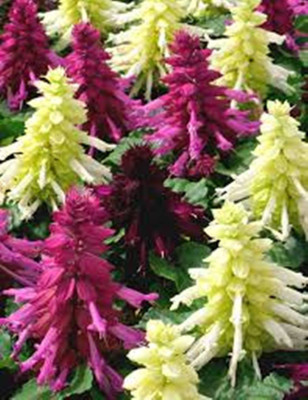 Kofy Salvia Seed(20 per packet)